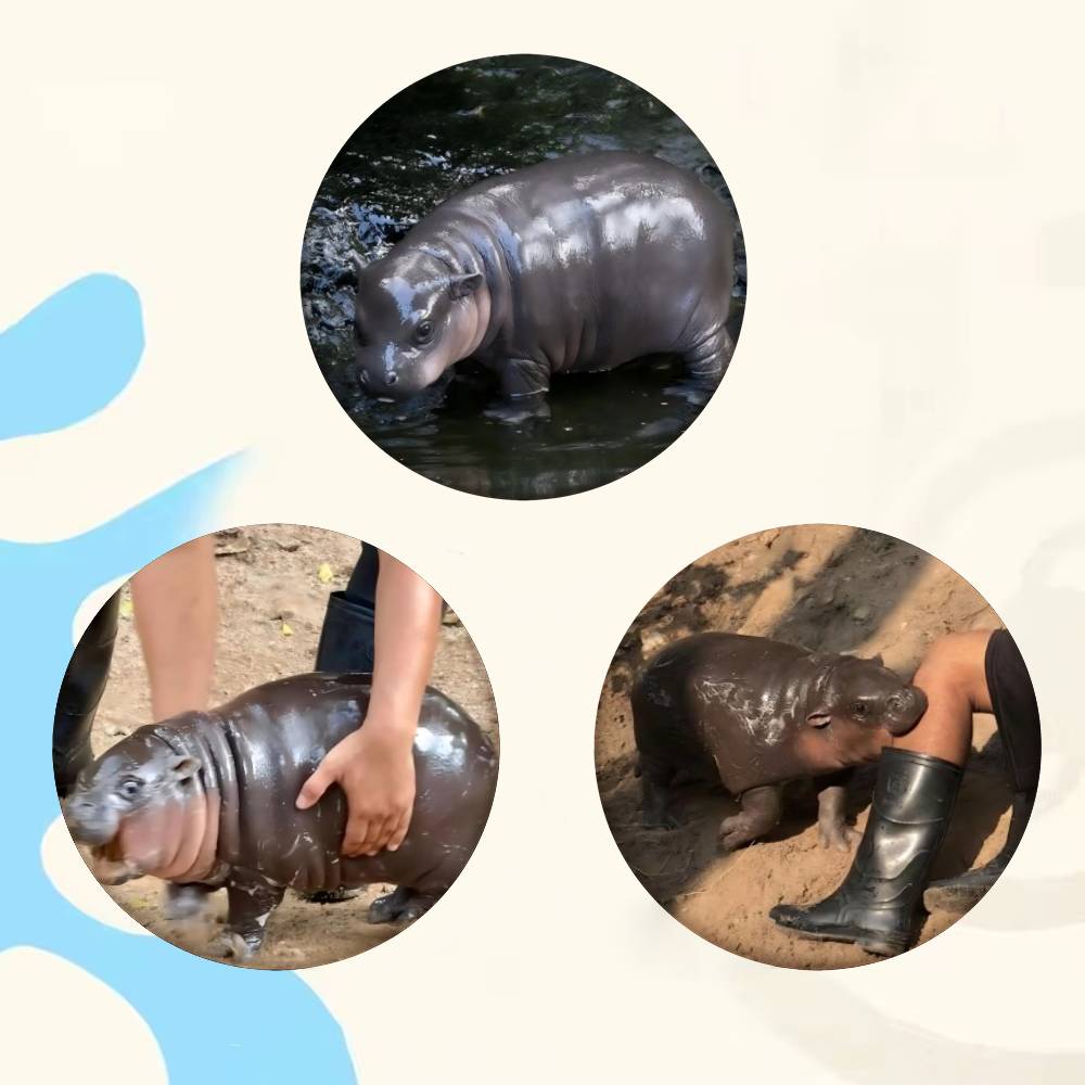 Baby Hippo Moo Deng Badge Tinp - Baby Clothing Japan บทวิจารณ์และราคา